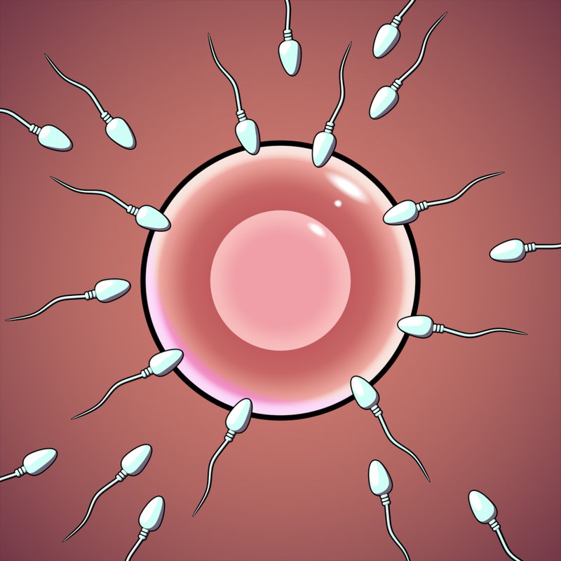 Run Away Ovum